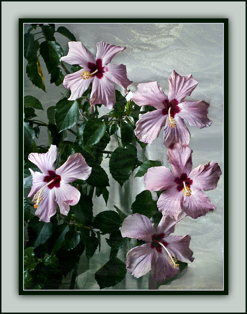Hibiscus roses en quintette --- Rosa Hibiskusblüten-Quintett