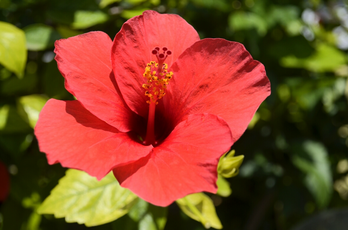 hibiscus rosso