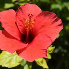 hibiscus rosso