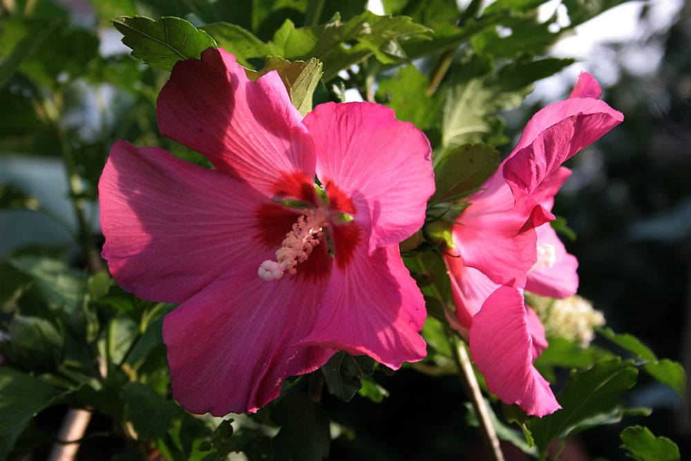 Hibiscus rot Paar