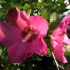 Hibiscus rot Paar