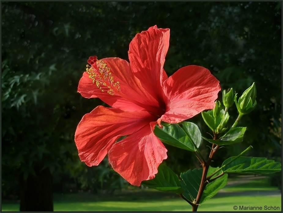 Hibiscus ROT... weil heute Mittwoch ...