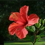 Hibiscus ROT... weil heute Mittwoch ...