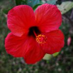 Hibiscus rouge