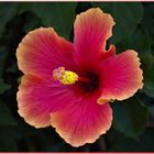 Hibiscus rouge ourlé d orange.....