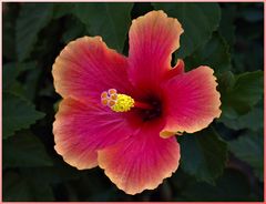 Hibiscus rouge ourlé d orange.....