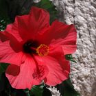   Hibiscus rouge pour ce lundi 	