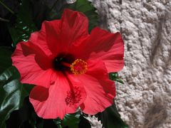   Hibiscus rouge pour ce lundi 	