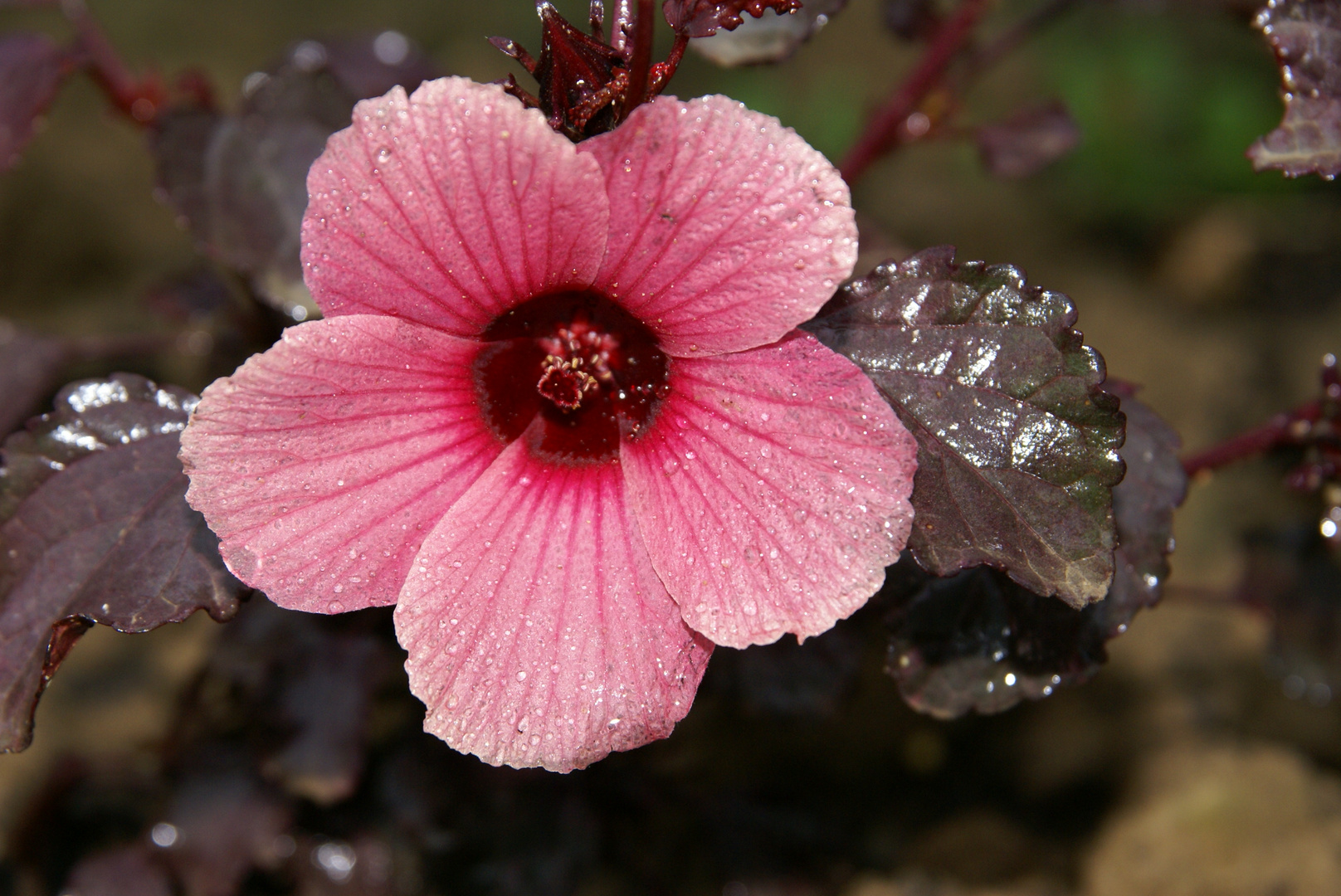 Hibiscus sabdariffa au jardin