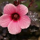 Hibiscus sabdariffa au jardin