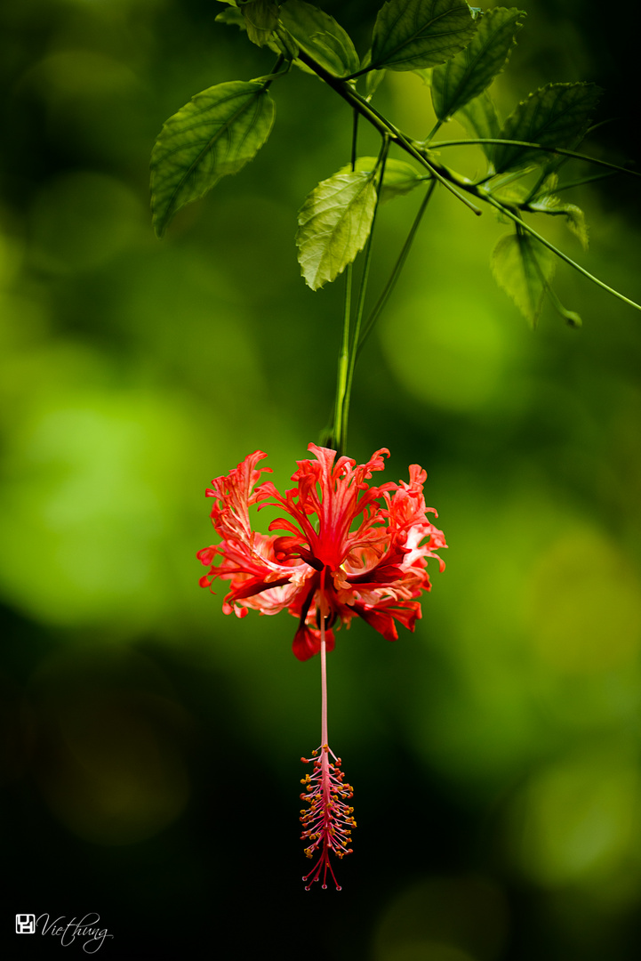 Hibiscus schizopetalus