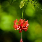 Hibiscus schizopetalus