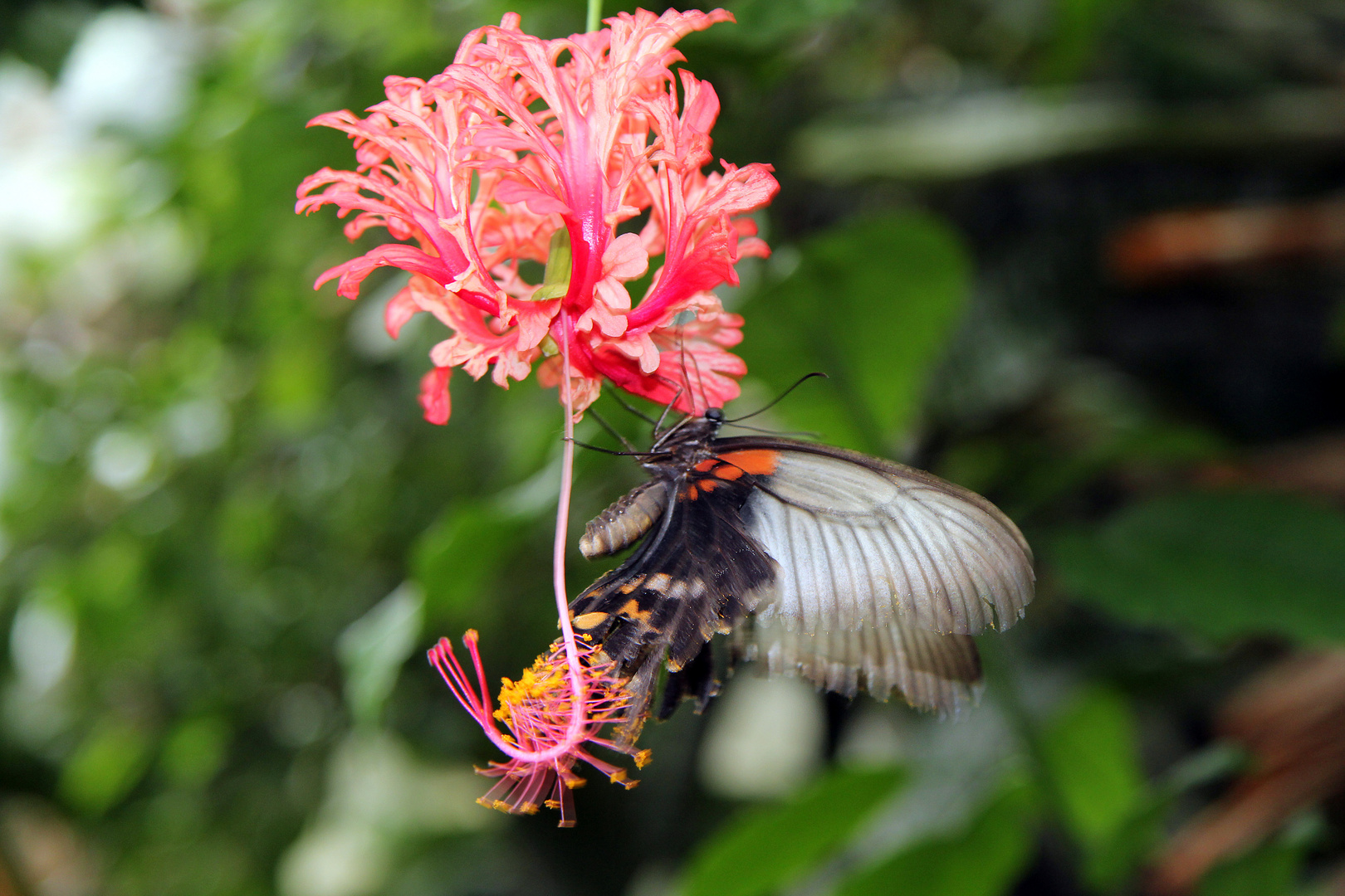 Hibiscus schizopetalus