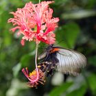 Hibiscus schizopetalus