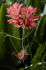 hibiscus schizopetalus