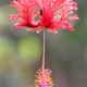 Hibiscus schizopetalus