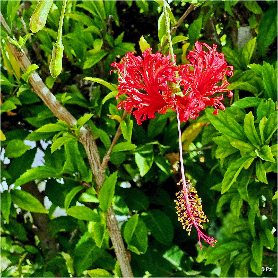 Hibiscus schizopetalus - Koralleneibisch - Korallen-Hibiskus ...