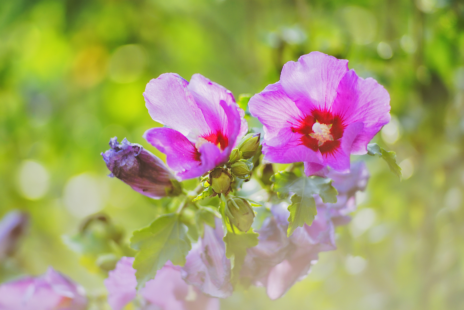 Hibiscus September