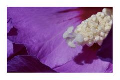 - Hibiscus Shrubs -