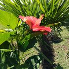 Hibiscus Soaking Up The Sun