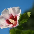 Hibiscus Speciosus