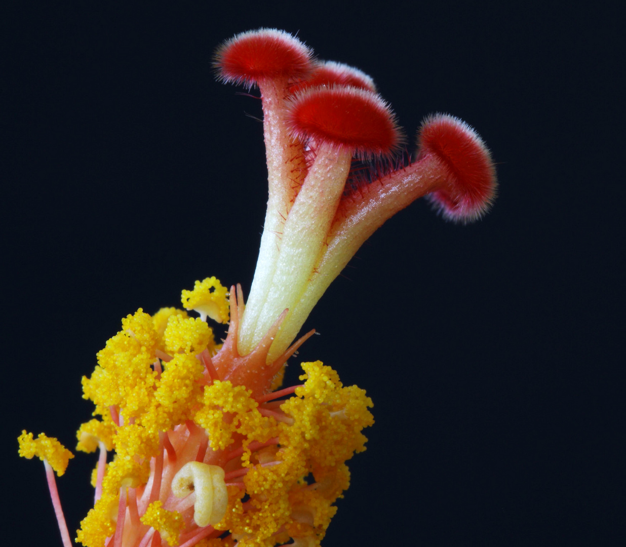 Hibiscus stamen