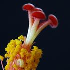 Hibiscus stamen