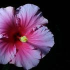 Hibiscus Stempel Frontal