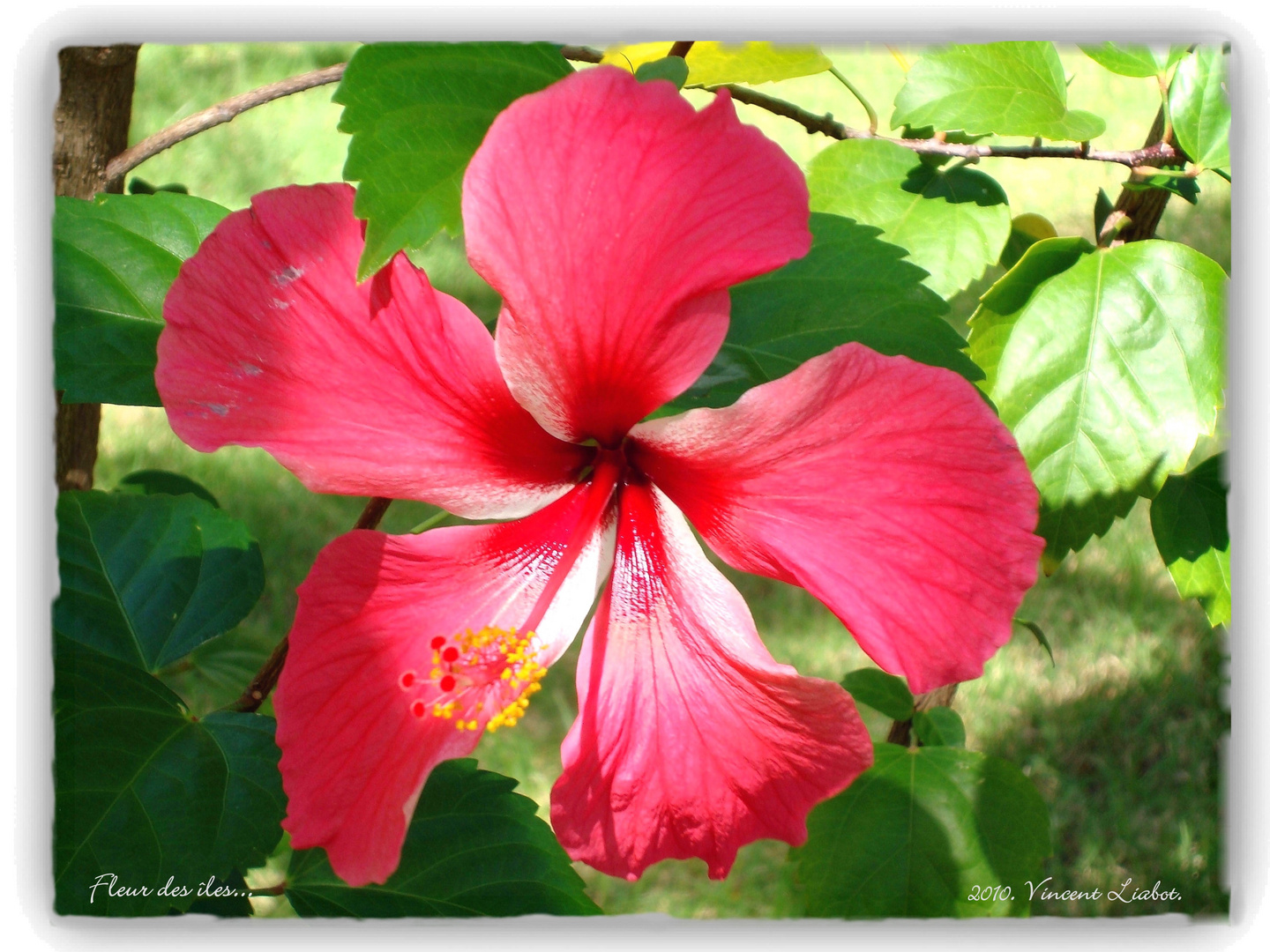 Hibiscus syriacus