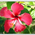 Hibiscus syriacus