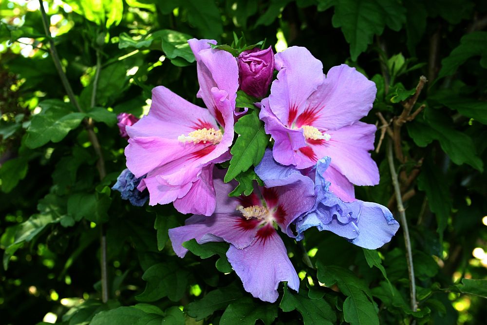 Hibiscus Syriacus Bouquet