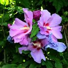 Hibiscus Syriacus Bouquet