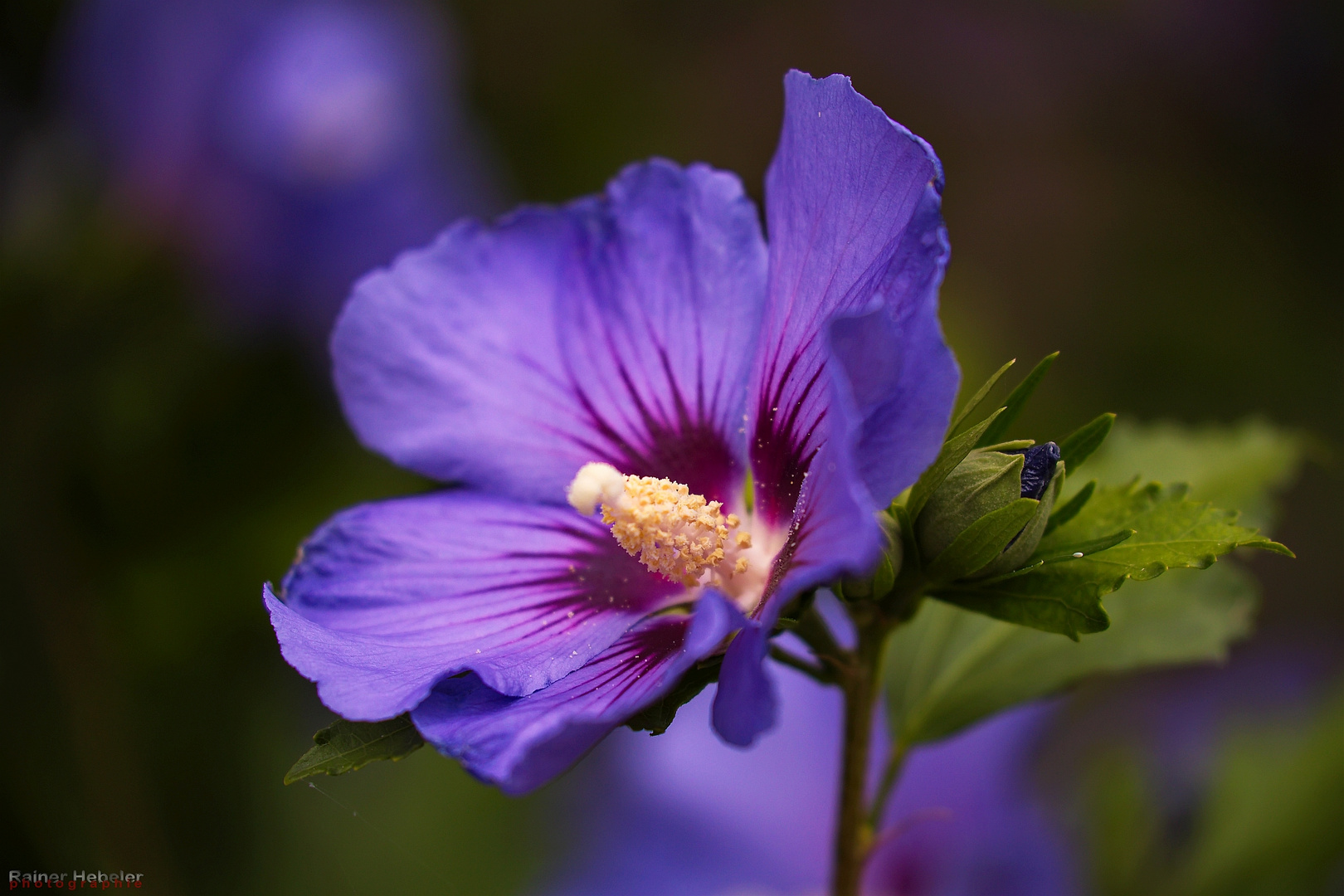 Hibiscus-syriacus