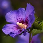 Hibiscus-syriacus