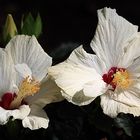 HIBISCUS SYRIACUS