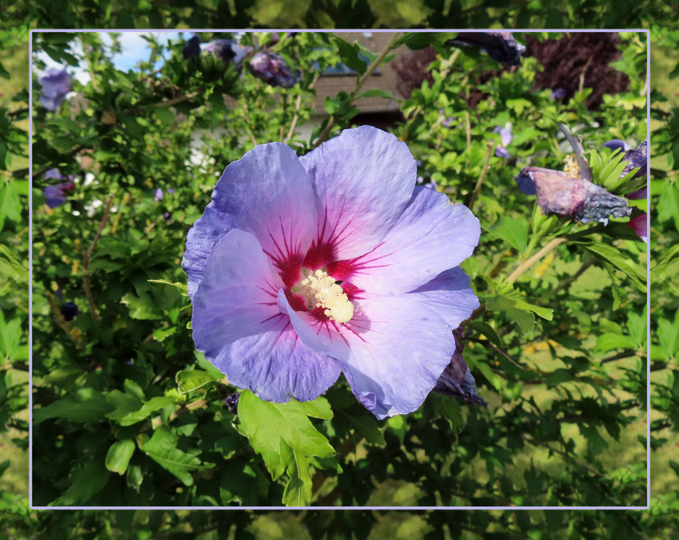  Hibiscus syriacus 'Marina'