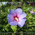  Hibiscus syriacus 'Marina'