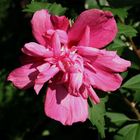 Hibiscus Syriacus rot g efüllt