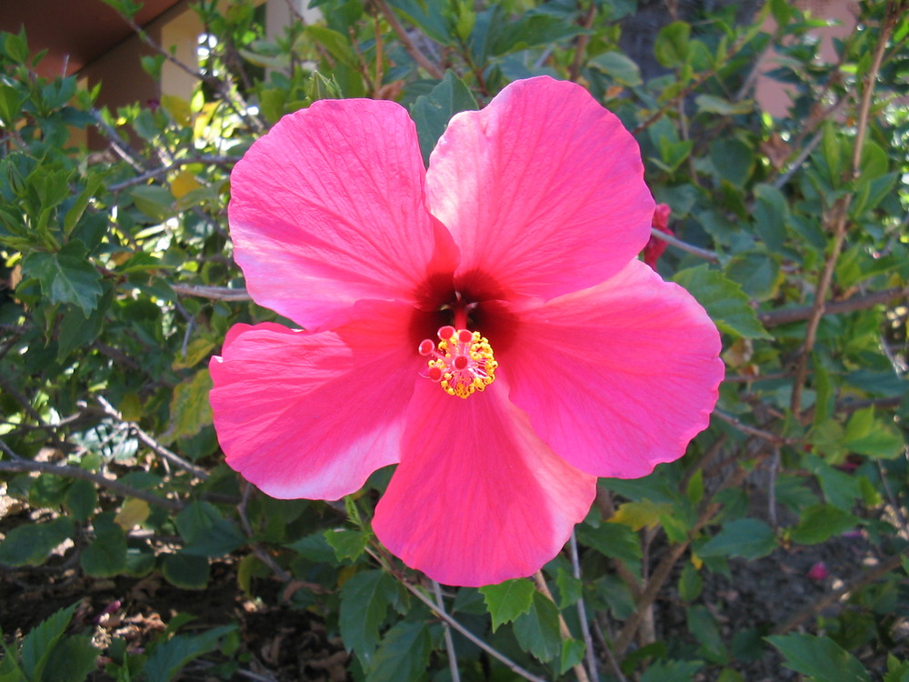 Hibiscus - Torre Guadiaro (Cádiz)