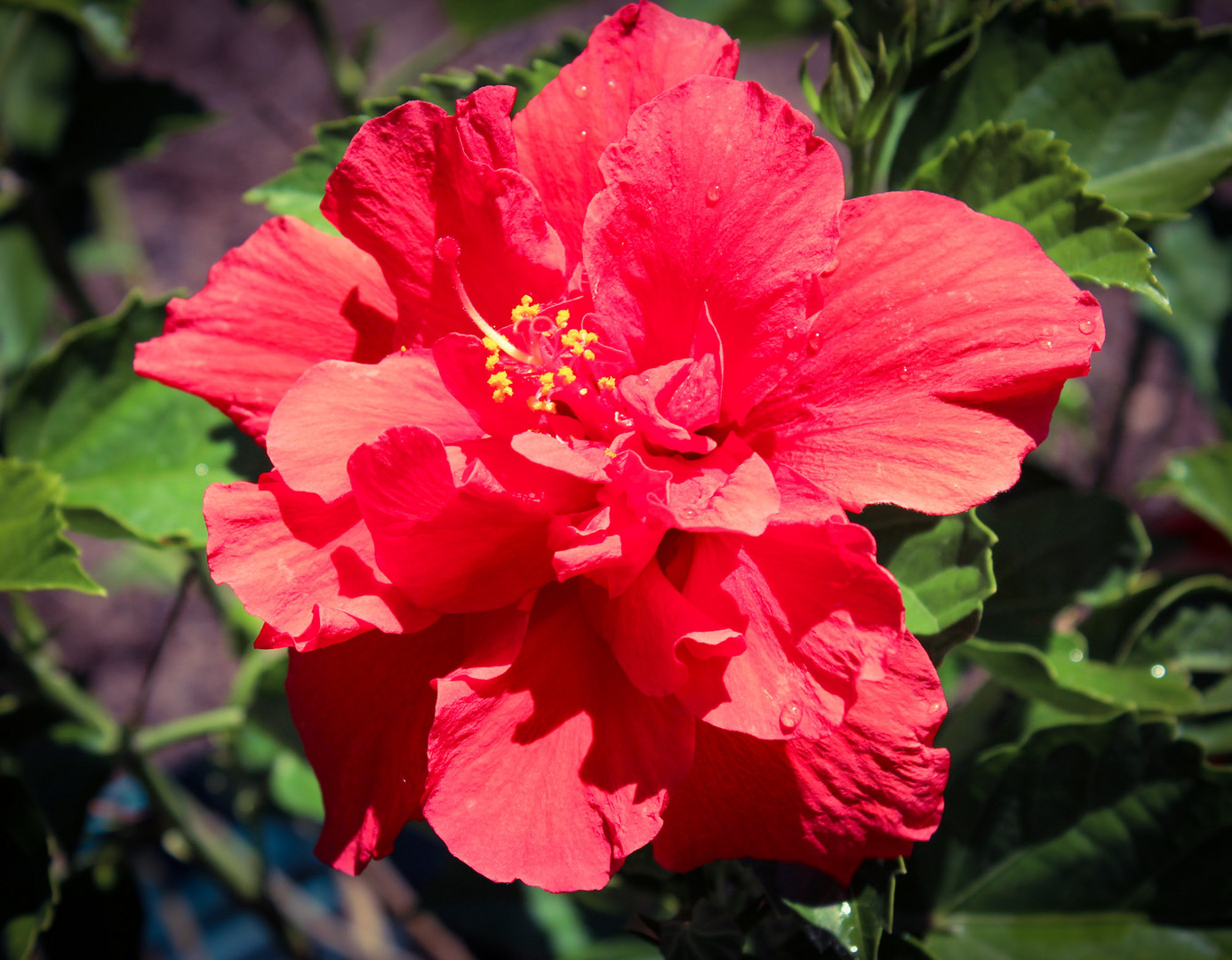 Hibiscus tree