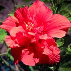 Hibiscus tree