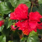 Hibiscus triple