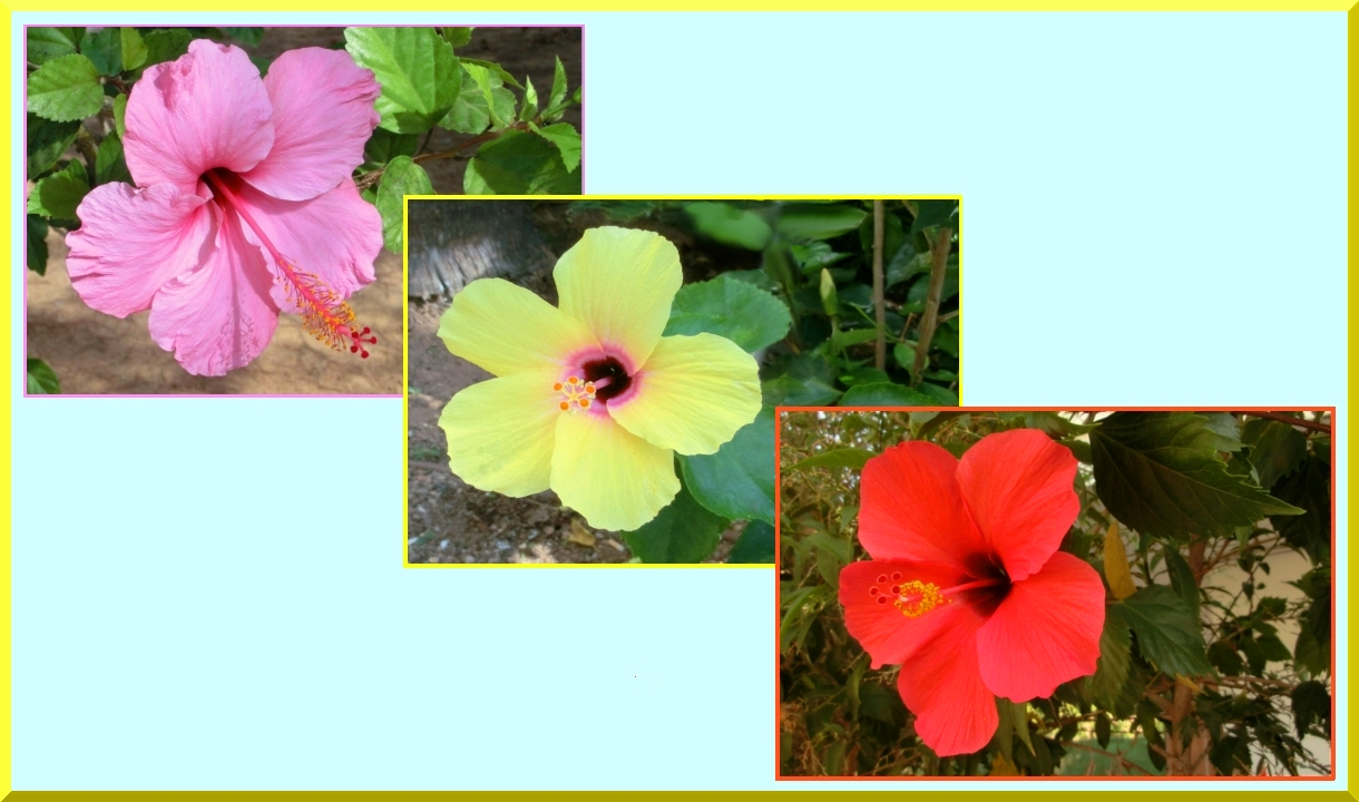 Hibiscus Triptychon