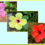 Hibiscus Triptychon