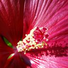 Hibiscus Triumph