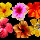 Hibiscus Vielfalt