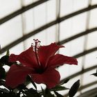 hibiscus with waterdrops