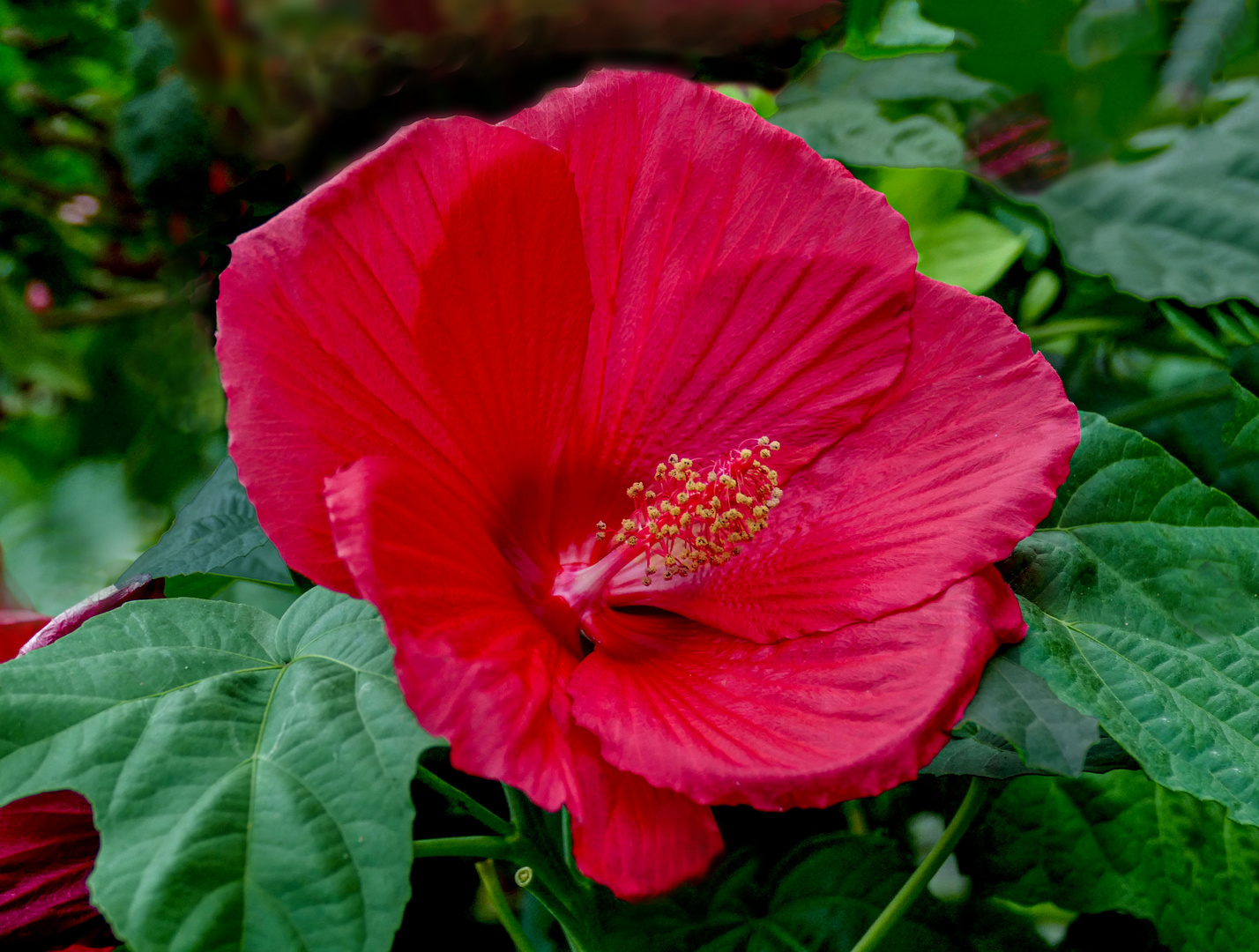 Hibiscus XXL rot Foto & Bild macro , natur, macro Bilder auf
