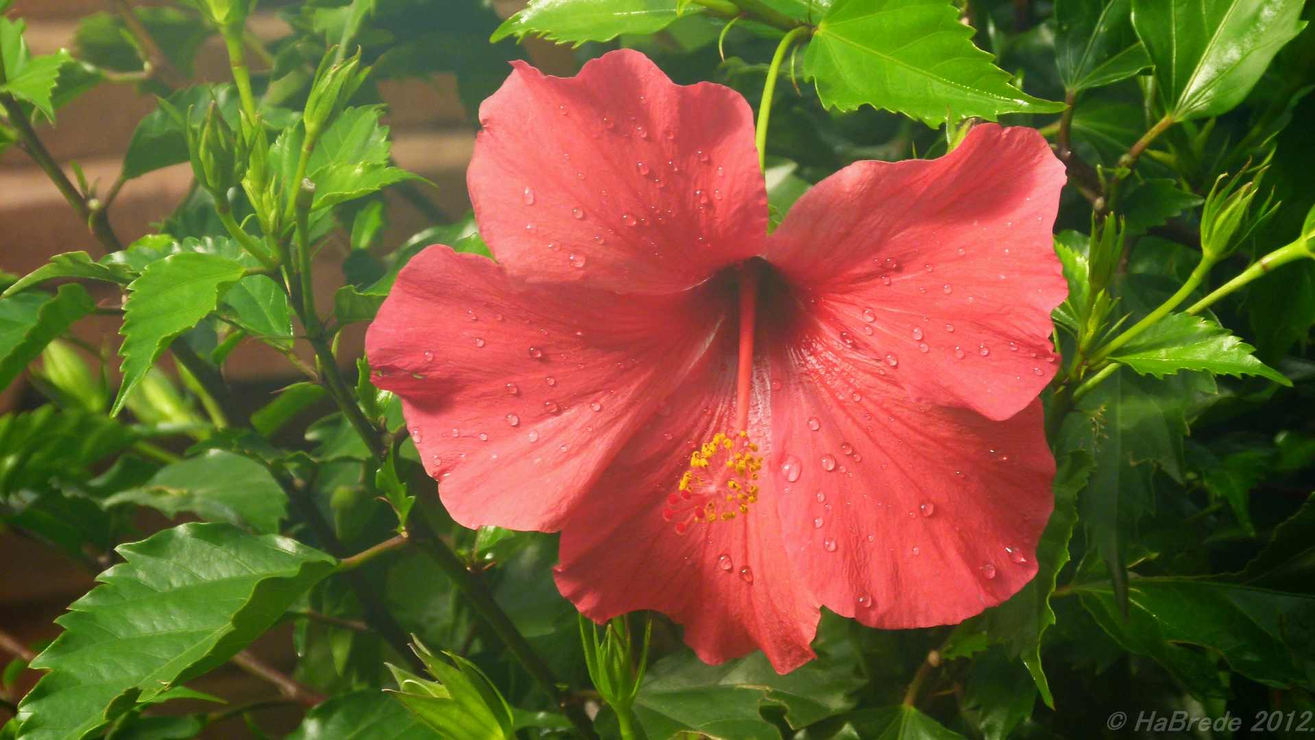 Hibiscus001