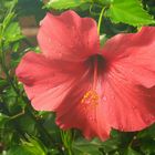 Hibiscus001